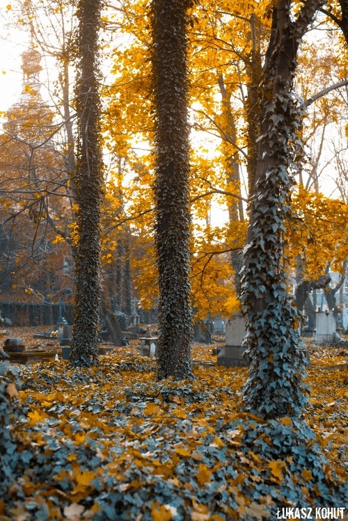 Cmentarze w Żorach: zaduszkowe impresje fotograficzne, Łukasz Kohut